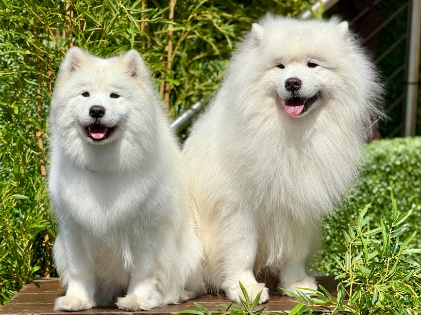 Two fluffy Samoyed dogs with thick white coats sitting outdoors on a wooden platform surrounded by green foliage and plants. The smaller dog on the left has a slightly more compact build with a broad face and dark eyes, while the larger dog on the right has a fuller mane of fur, a happy expression with its mouth open, and a black nose. Both dogs are facing forward, appearing alert and content. The scene is well-lit with natural daylight, capturing the soft textures of their fur and the vibrant greenery in the background, illustrating the calm outdoor environment typical for house pets during a home relocation process or outdoor activity associated with moving services like those provided by Man with Van Maida Vale.